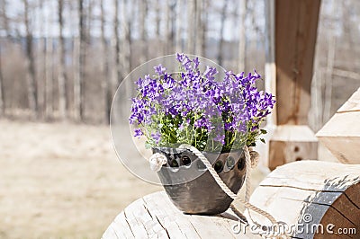 Unique handmade planter of black pottery with beautiful Bellflowers in spring sunlight Stock Photo