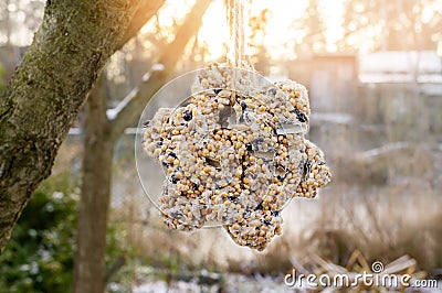 Unique homemade manual bird feeder, winter garden. The bird feeder in the shape of a star formed from different types of Stock Photo