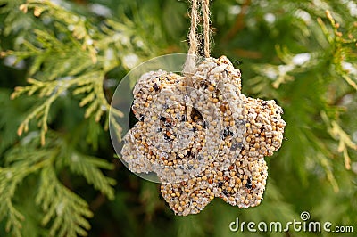 Unique homemade manual bird feeder, winter garden. The bird feeder in the shape of a star formed from different types of grains. Stock Photo