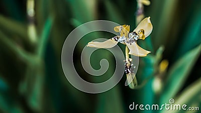 unique and interesting grass flowers Stock Photo