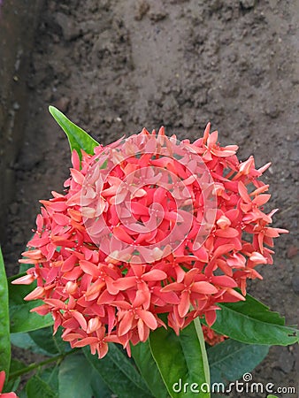 Unique Ixora Red Flowers Blooming in the same Plant in Garden Stock Photo