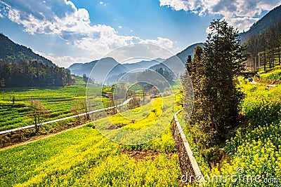 Rapeseed Flower Sea and Karst Landform Stock Photo