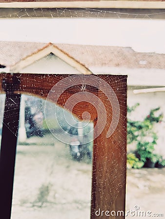 a unique little spider Stock Photo