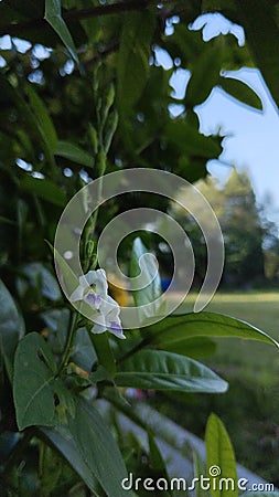 unique little white flowers Stock Photo