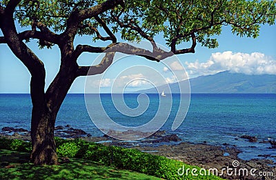 Unique Maui tree Stock Photo