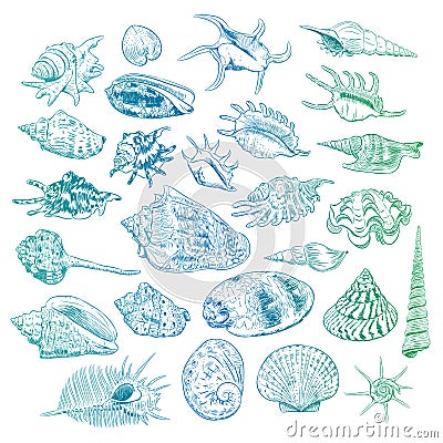 Unique museum collection of sea shells rare endangered species, molluscs Bivalvia Venus comb murex Corculum cardissa Tridacna squa Vector Illustration