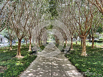 A unique path surrounded by trees in park in Celebration, Florida Stock Photo