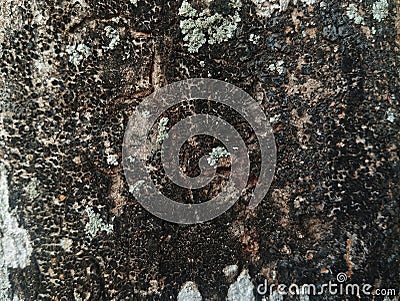 Unique pattern tree trunk texture for abstrack background or 3D rendering. shoot on close up Stock Photo