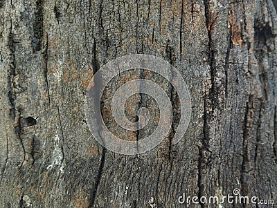 Unique pattern tree trunk texture for abstrack background or 3D rendering. shoot on close up Stock Photo