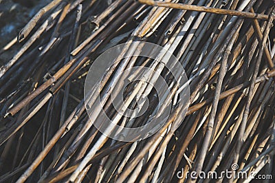 The unique pattern view of reeds Stock Photo