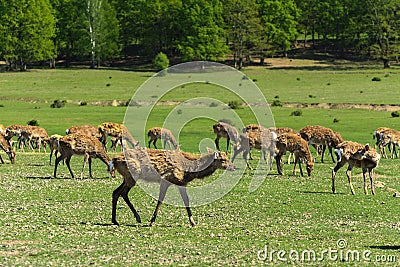 A unique period of molting deer. The deer loses its hair. It sta Stock Photo