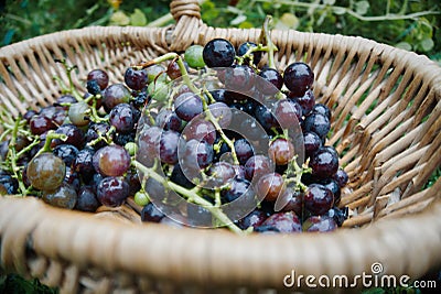 Unique photo of just picked grapes Stock Photo