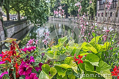 Colorful flowers on a canal in Strasbourg Stock Photo