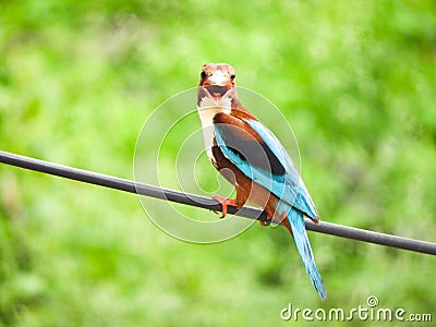 A unique picture of a white throated Kingfisher looking at you Stock Photo