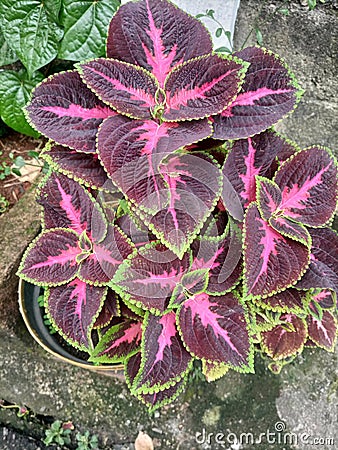 This unique plant has red, purple and green leaves Stock Photo