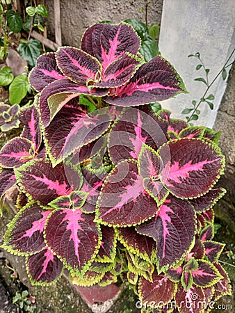 This unique plant has red, purple and green leaves Stock Photo