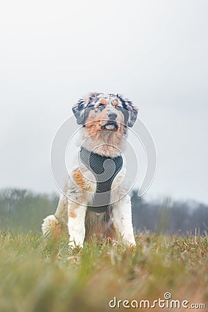 Unique portrait of an Australian Shepherd puppy who expresses his feelings and emotions with his gaze Stock Photo