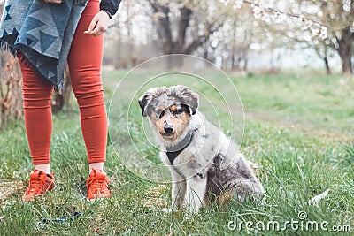 Unique portrait of an Australian Shepherd puppy who expresses his feelings and emotions with his gaze. A playful child sitting Stock Photo