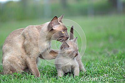 Unique portrait mother cat paw around baby kitten Stock Photo