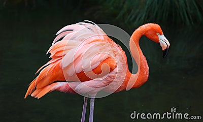 Unique red flamingo in a lake, high definition photo of this wonderful avian in south america. Stock Photo