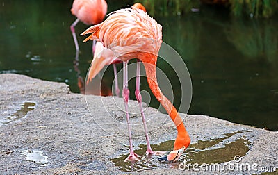 Unique red flamingo in a lake, high definition photo of this wonderful avian in south america. Stock Photo