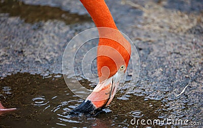 Unique red flamingo in a lake, high definition photo of this wonderful avian in south america. Stock Photo