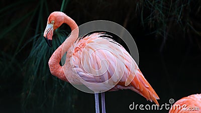 Unique red flamingo in a lake, high definition photo of this wonderful avian in south america. Stock Photo