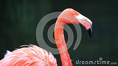 Unique red flamingo in a lake, high definition photo of this wonderful avian in south america. Stock Photo