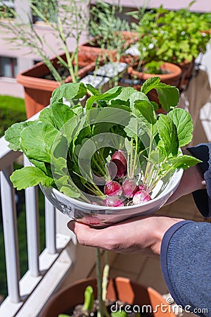 Hand-picked radishes from a pot on a balcony Stock Photo