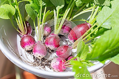 Fresh hand-picked radishes in a bowl for a healthy snack Stock Photo