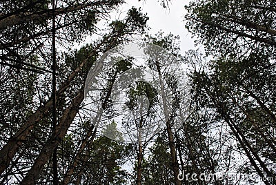 Forest of the Saratov region Stock Photo