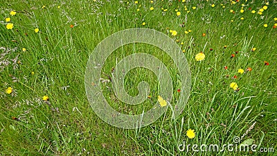 Unique and Simple Summer Natural Growth Lawn Stock Photo