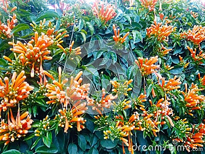 A unique snapshot of an wall ivy new blooming buds and orange colored trumpet flowers Stock Photo
