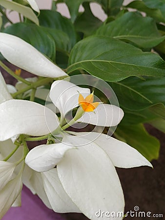 Unique and Special Yellow & White Flowers Blooming in the same Plant in Garden Stock Photo