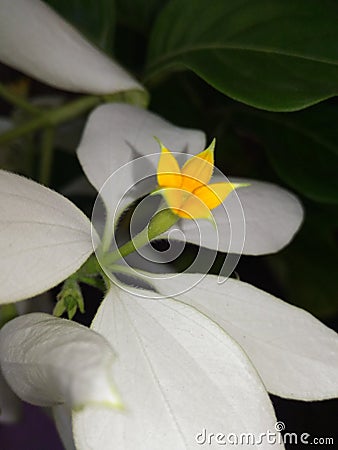 Unique and Special Yellow & White Flowers Blooming in the same Plant in Garden Stock Photo