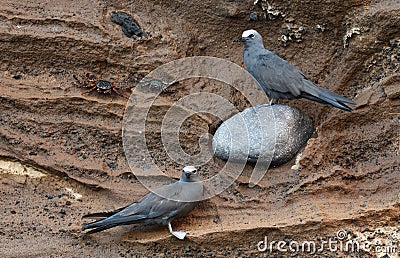 Galapagos birds 6 Stock Photo