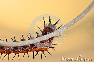 Gulf Fritillary Caterpillar Isolated Orange with Black Spines Stock Photo