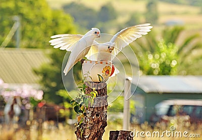 Unique two little Corella white cockatoos , wild birds of Australia Stock Photo