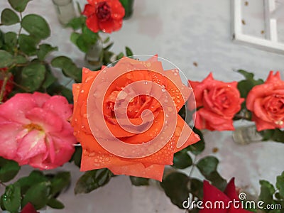 Unique variety of pink,red, orange rose with white background Stock Photo