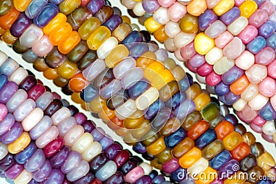 unique variety of rainbow colored corn Stock Photo