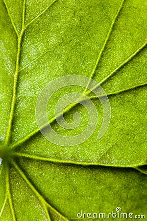 Unique veins of the green leaf of geranium close-up. Stock Photo