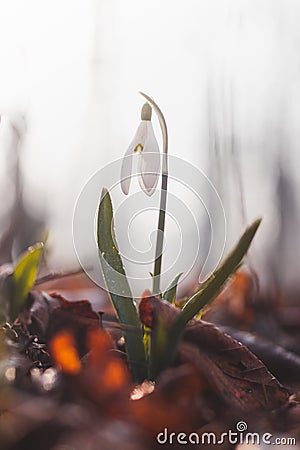 Unique White Snowdrop blooms in the garden with the help of sunshine and plenty of moisture and makes children and families happy Stock Photo