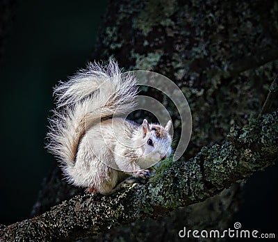 Unique white squirrel of North Carolina sitting in tree Stock Photo