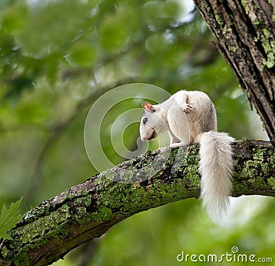 Unique white squirrel sits in tree Stock Photo