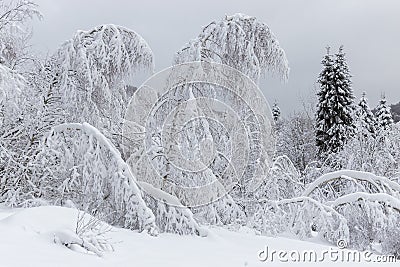 A unique winter landscape. Bent trees under the snow. Heavy snowfall. Winter theme, New Year's concept and snowy winter. Stock Photo