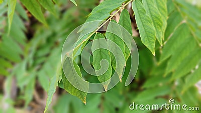 unique wuluh starfruit leaves up close Stock Photo