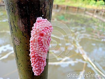 Uniquely colored rice snail eggs Stock Photo