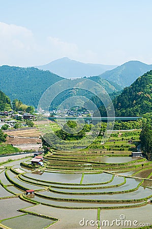 Terraced rice fields in Japan Stock Photo