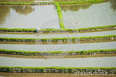Worker in terraced rice fields in Japan Stock Photo