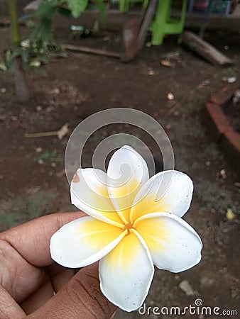 the uniqueness of Balinese flowers Stock Photo